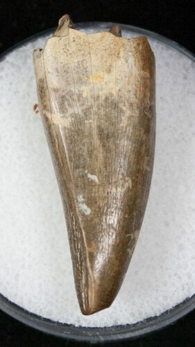 Tyrannosaur Premax Tooth (Aublysodon) - Montana #13051